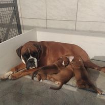 A yellow German boxer breastfeeds puppies and looks ahead