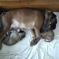 On a white sheet lies a yellow German boxer with puppies and sleeps