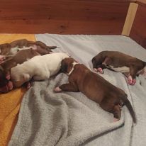 Five puppies are lying on a white blanket and sleeping