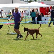 A man with a purple T-shirt runs in a circle and holds a German boxer on a leash