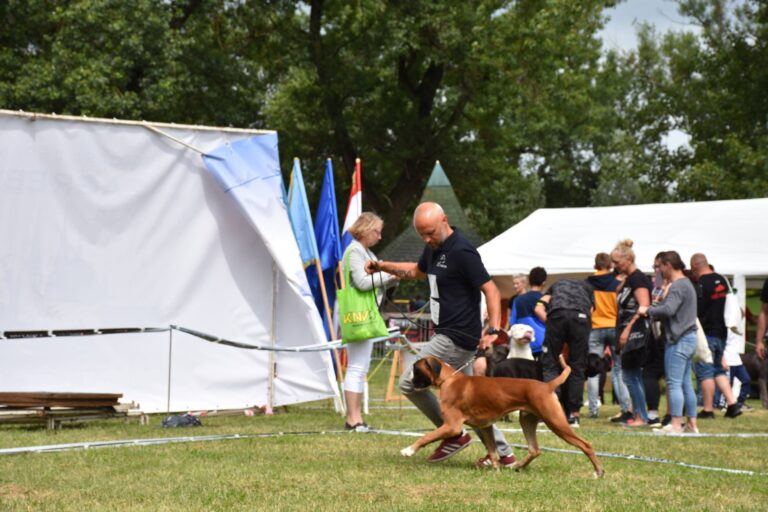 A German boxer and a man run in a circle at a dog show