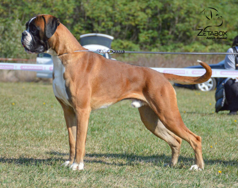 A boxer dog on a leash standing on green grass