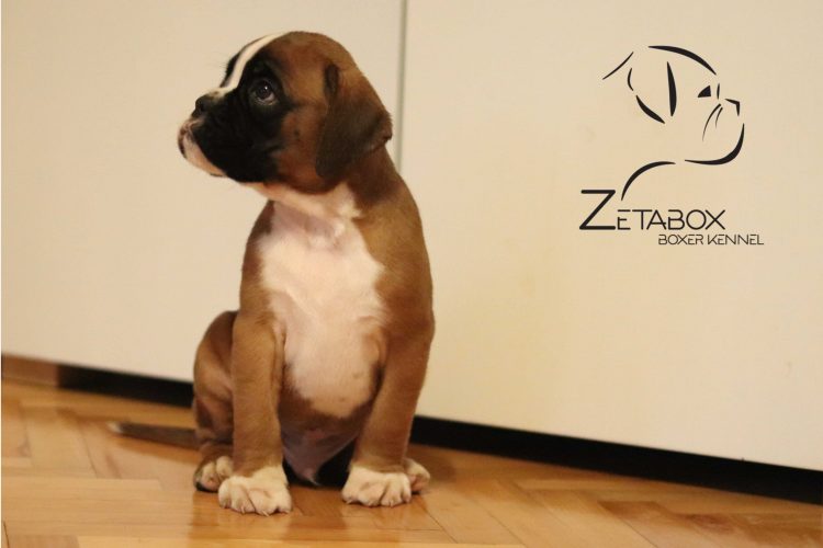 A German boxer puppy is sitting on the floor