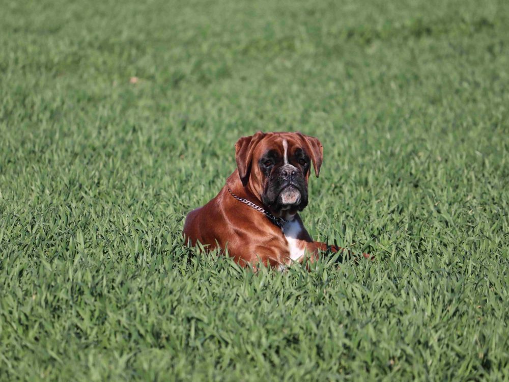 A German boxer with a metal collar lies on the grass