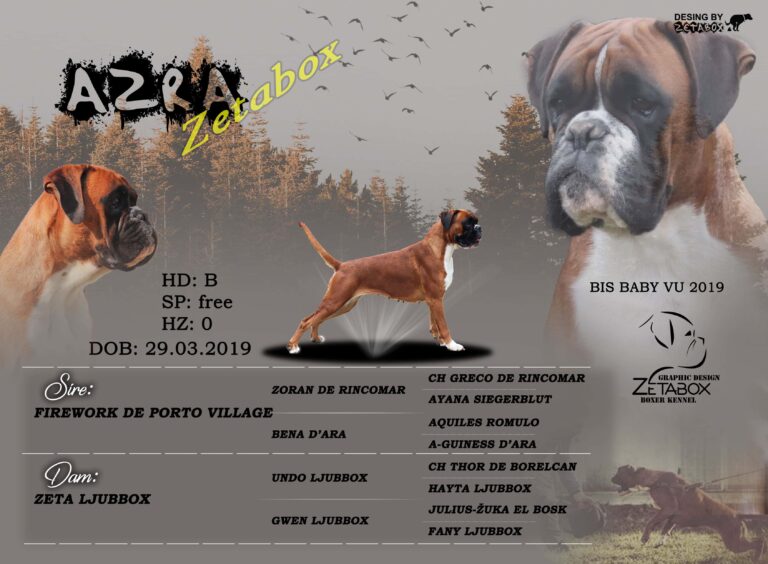 Flyer for a yellow German boxer in the woods on a gray background