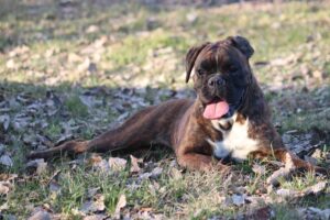A dark German boxer lies on the grass and leaves with his tongue out