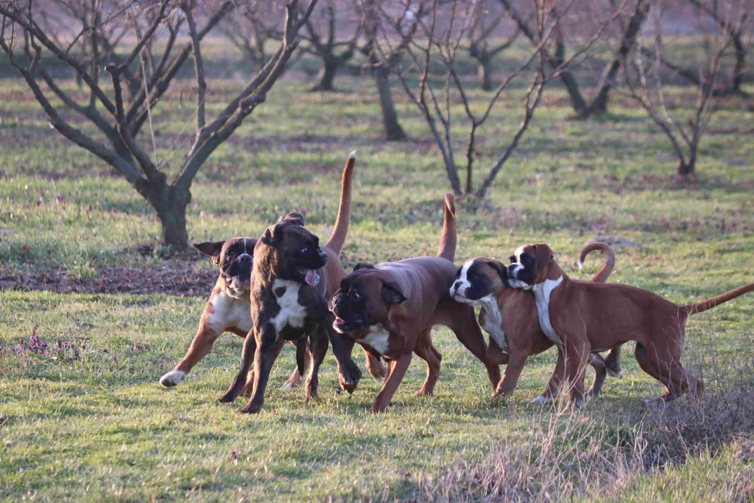 Five German boxers run through a green field of trees