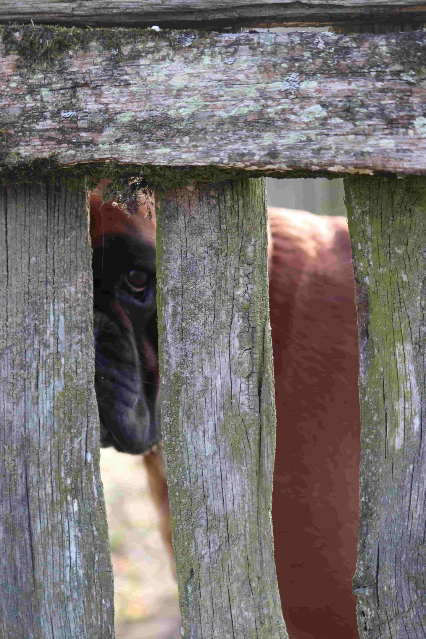 The dog looks through the wooden fence