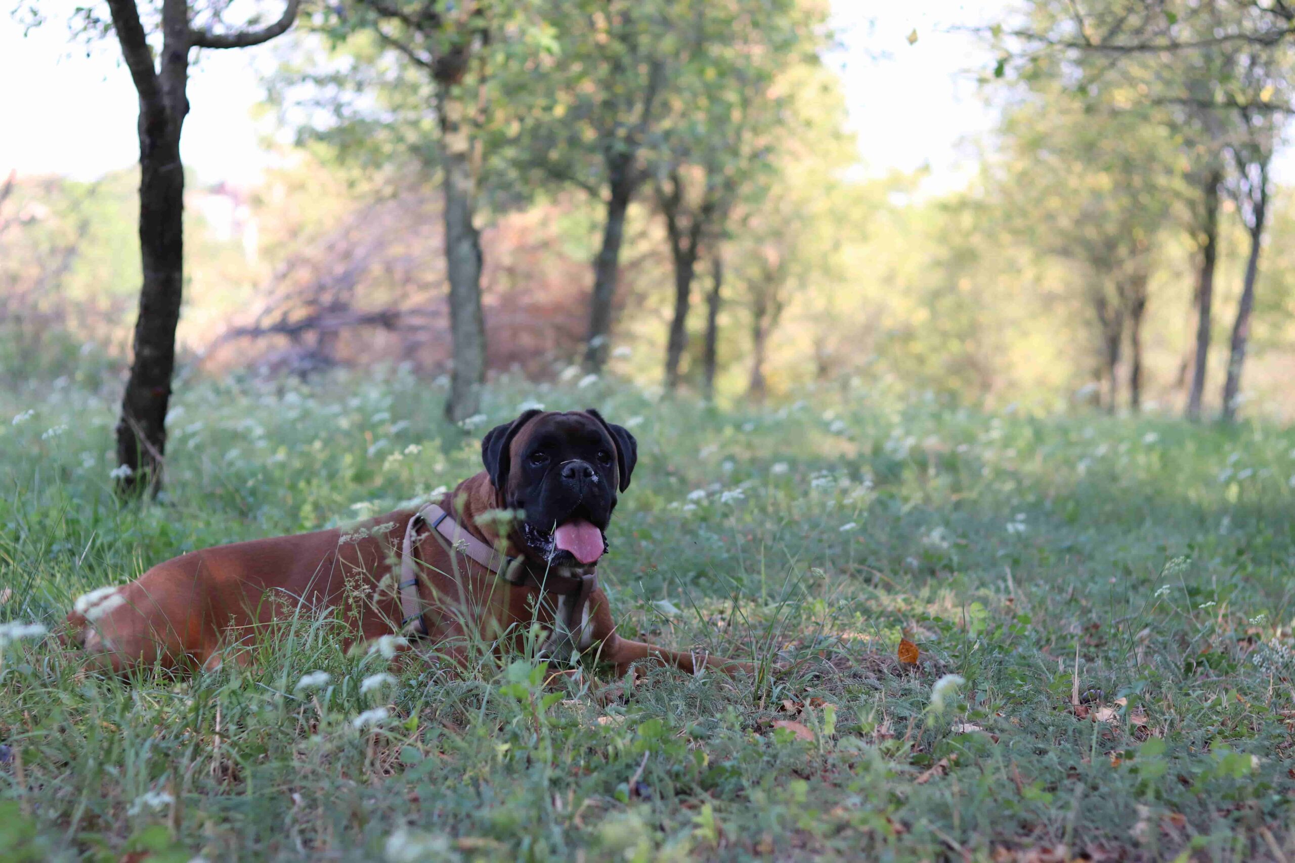 A German boxer with a black face stuck out his tongue and lay on the grass surrounded by flowers and trees