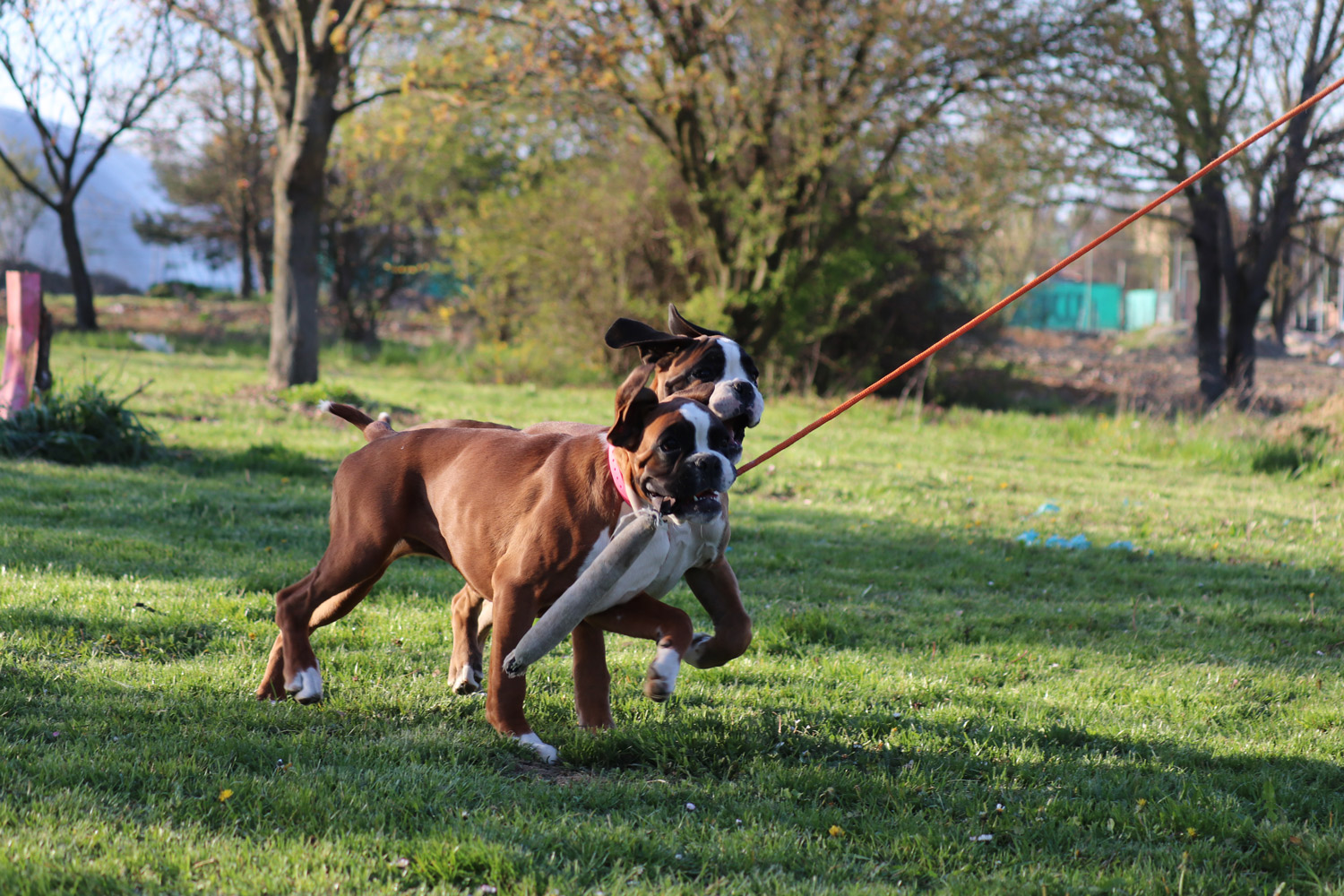 Two yellow German white boxers run on the grass with a toy in their mouth and an orange string