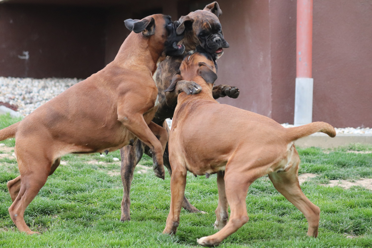 Three German boxers bite each other in a game on the green grass