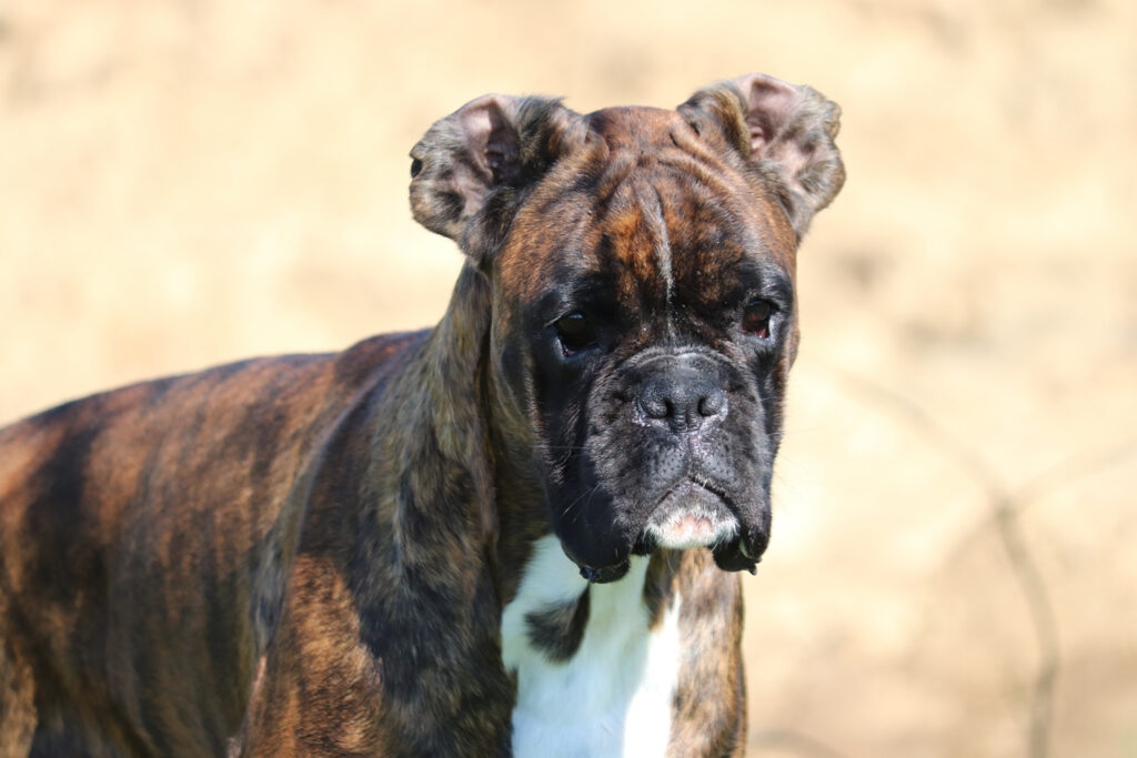 A tiger German boxer with bent ears looks into the distance