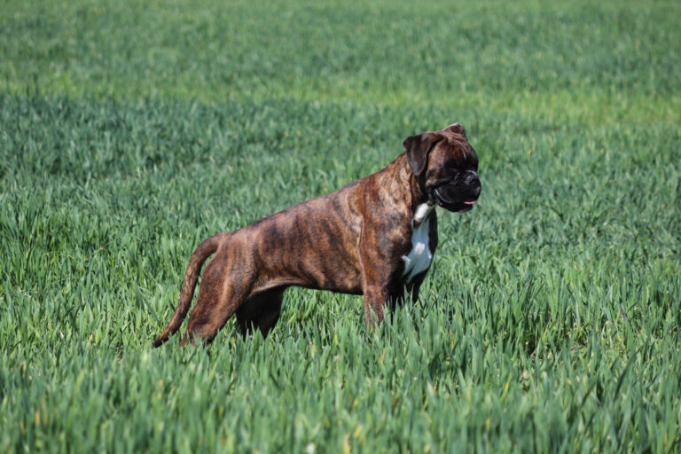 A tiger German boxer stands in the tall green grass