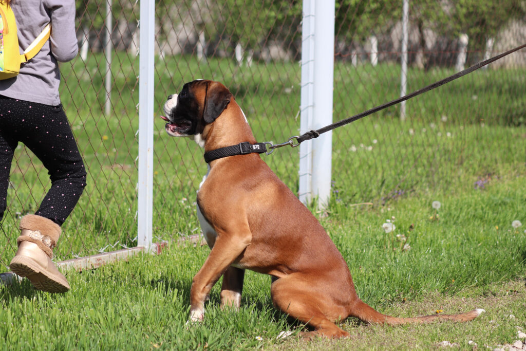 A yellow German boxer on a leash looks at a girl in a gray T-shirt