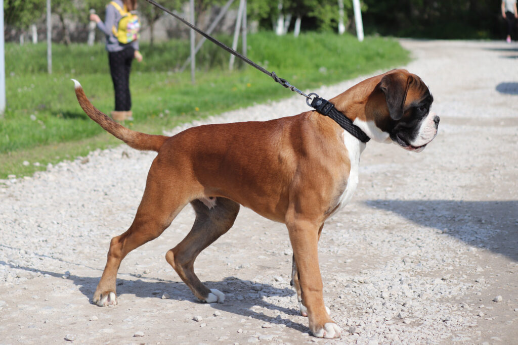 A yellow German boxer with whites on a leash stands and looks at the floor