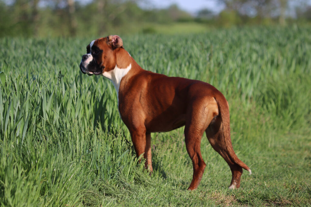 Yellow German boxer with whites in the grass