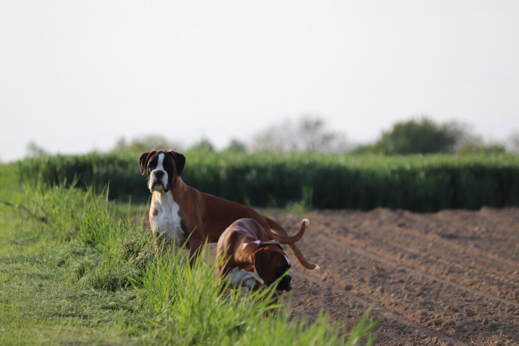 Two dogs in a field among the grass