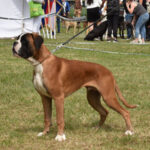German boxer in show position