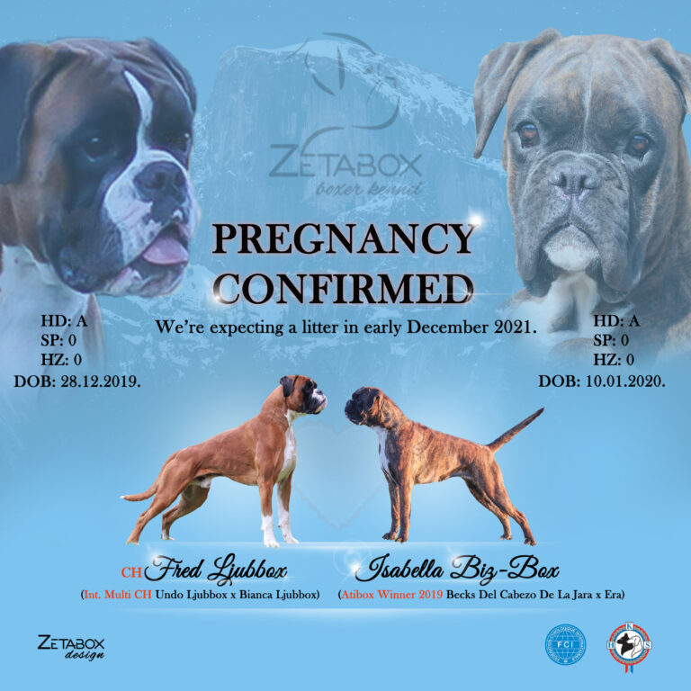 Litter announcement for boxer dogs