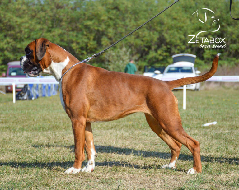Boxer dog female standing on green grass