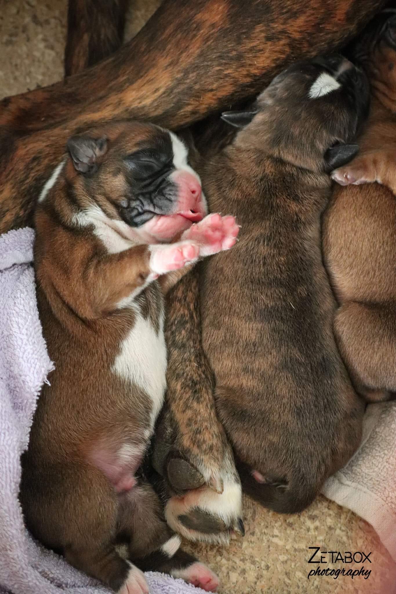 Two boxer dogs puppies sleep next to their mother's leg