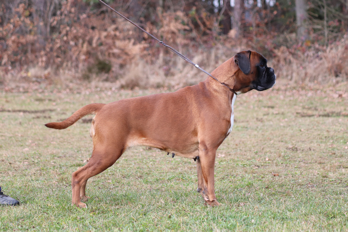 Boxer dog female on a leash standing on green grass