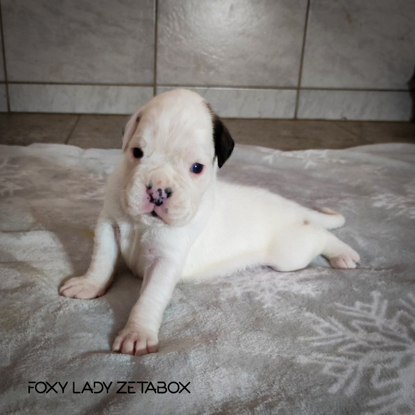 Foxy-Lady-4-WEB