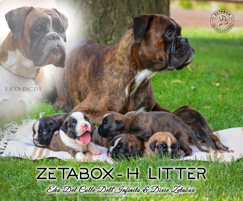 H-litter-Zetabox-WEB